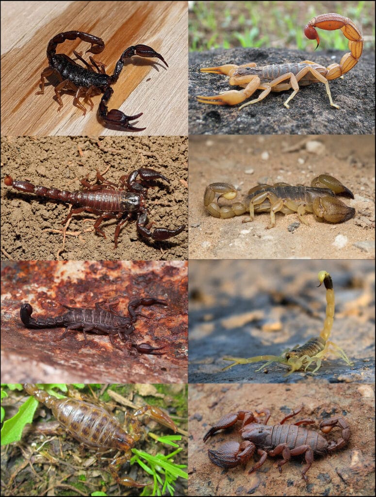 Collage showing eight different scorpion species in various colors and environments