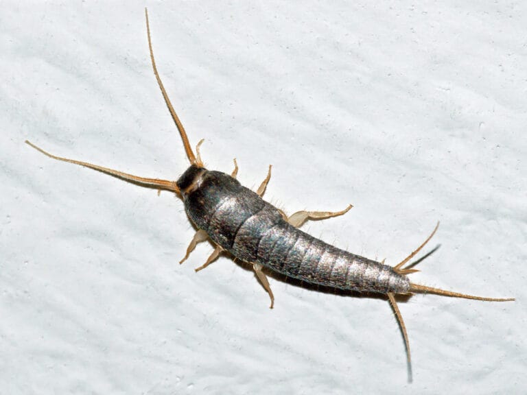 Close‑up of a silverfish showing silvery scales, long antennae, and three tail filaments