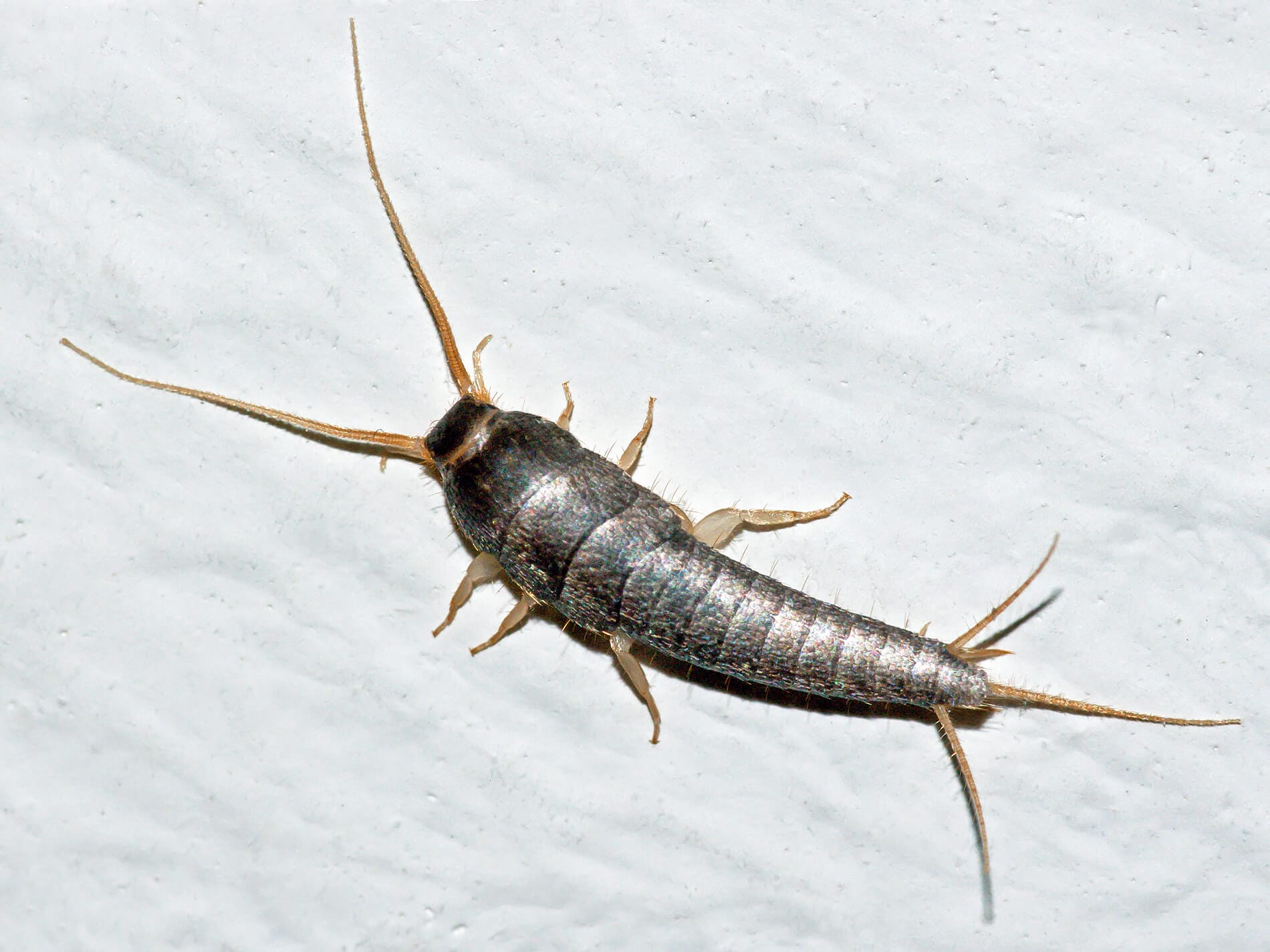 Close‑up of a silverfish showing silvery scales, long antennae, and three tail filaments