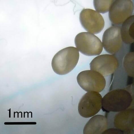 Microscopic close‑up of silverfish eggs showing small translucent oval shapes