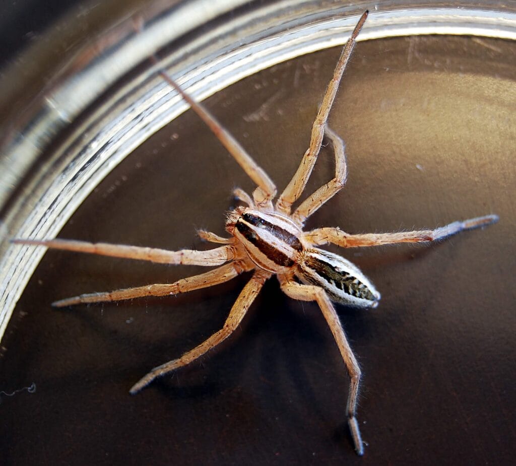 Wolf spider with brown and white stripes resting on a dark surface