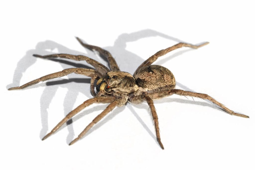 Brown wolf spider with long legs on a white surface