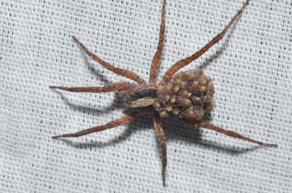 Female wolf spider carrying dozens of spiderlings on her back