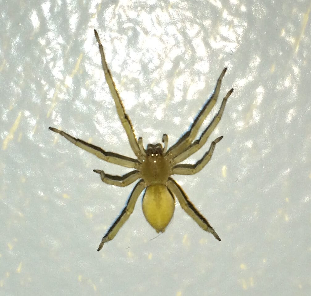 Yellow sac spider with slightly darker cephalothorax on a textured light surface