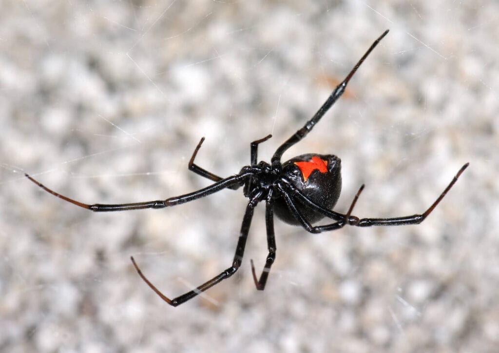 Black widow spider with red hourglass marking suspended on a web