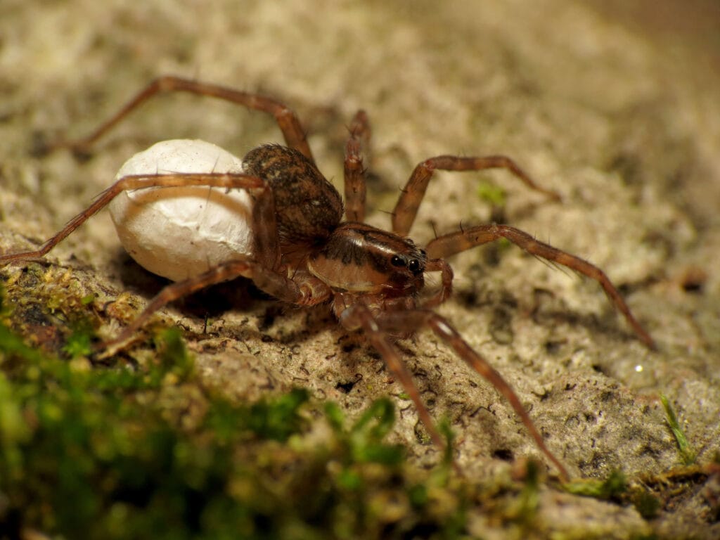 Wolf spider carrying a white egg sac attached to its abdomen