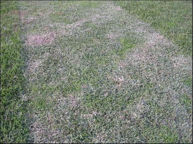 Side-by-side comparison of scalped grass and healthy grass mowed at the correct height