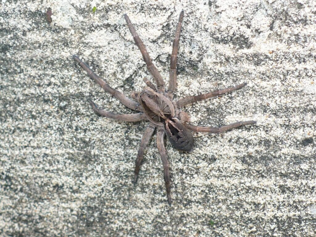 Large brown wolf spider resting on a rough concrete surface